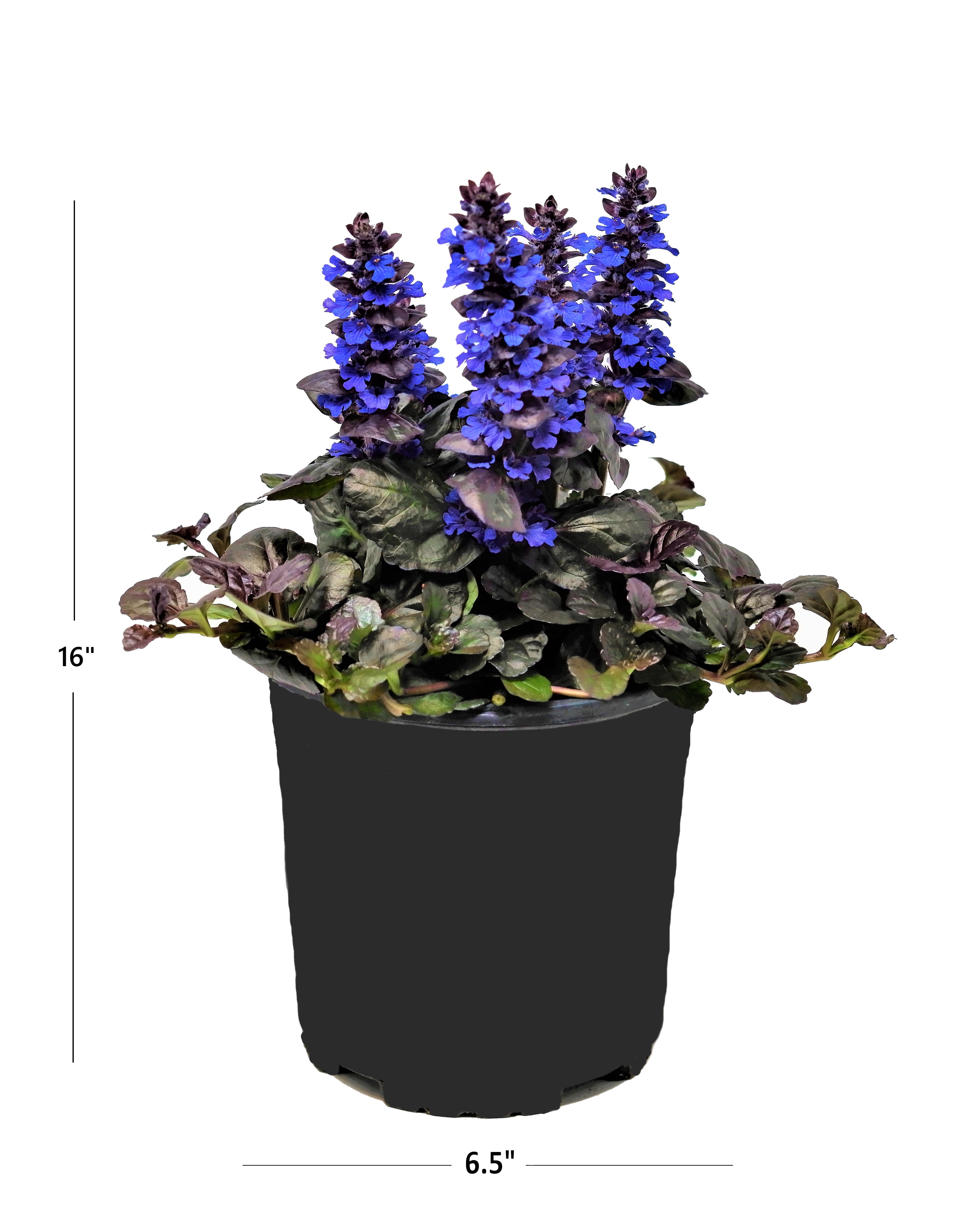 Expert Gardener Outdoor Live Plant Ajuga Bugleweed Purple 2.5QT, Part Shade