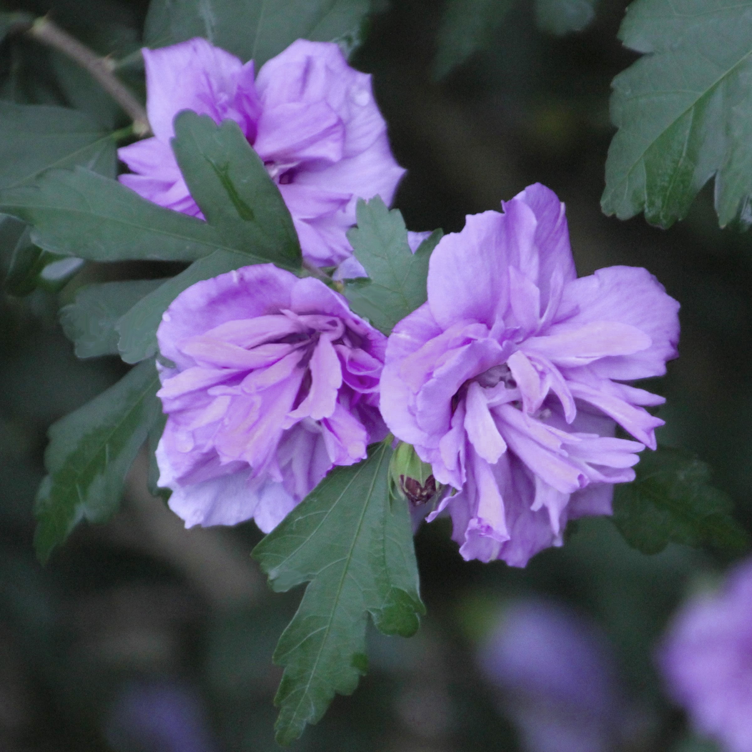 2 gal Live Shrub Hibiscus 'Blueberry Smoothie'