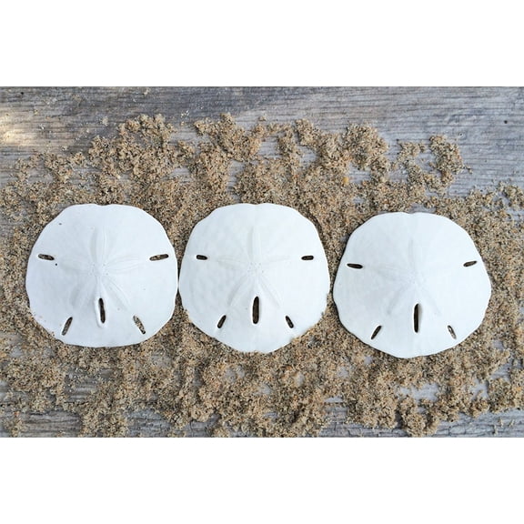 Sand Dollar | Real Sand Dollars 2 1/2"-3" (Set of 3) | Sand Dollar Shells | Seashell Wedding | Sand Dollars for Crafts