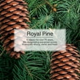 thumbnail image 4 of Ambientador LITTLE TREES para colgar en coche, pino real, 24 unidades, 4 of 8