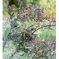 thumbnail image 3 of Tropical Seeds-Golden Mimosa-10 Seeds -Purple Foliage--Acacia Baileyana Purpurea-Container Gardening Bonsai-Standard -Serendipity Seeds, 3 of 5
