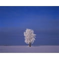 thumbnail image 2 of Grandmaison, Mike 24x20 Black Ornate Wood Framed with Double Matting Museum Art Print Titled - Canada, Dugald, hoarfrost on cottonwood trees, 2 of 4