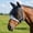 L, variant on Miwamany Polyester Horse Fly Mask with Ear Protection, Breathable Fine Mesh Insect Face Shield for Turnout Grazing Pasture, UV Protection Equine Mask for Sensitive Horses Ponies (Navy)