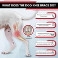 thumbnail image 2 of Dog Leg Braces for Back Leg, Dog Hip Brace, Cruciate Care Knee Brace for Dogs, Dog Back Brace, 2 of 5