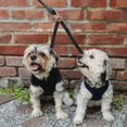 thumbnail image 2 of yeuweold Double Dog Leash, Adjustable Training Leash, Two Dog Leash Splitter for Pets Double Dog Leash, No Tangle, 2 of 5