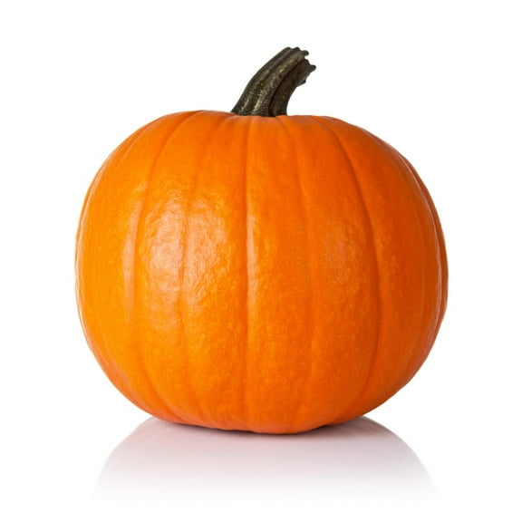 Spartan Pumpkin Seeds for Planting (10 Seeds) - All American Favorite - 20 Pound Pumpkins