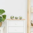 thumbnail image 3 of 3 Pcs Terrarium Air Plant Planters Glass Bowls Vases Desktop Glass Plant Containers for Home Office, 3 of 4