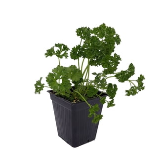 aurea philodendron Philodendron Fresh Aurea 17cm Pot House Plant – Plants For All Seasons main image 0