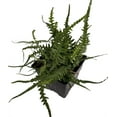thumbnail image 2 of Rare Dragon Tail Fern - Asplenium ebenoides - Quart Pot - Grow Indoors/Out, 2 of 2