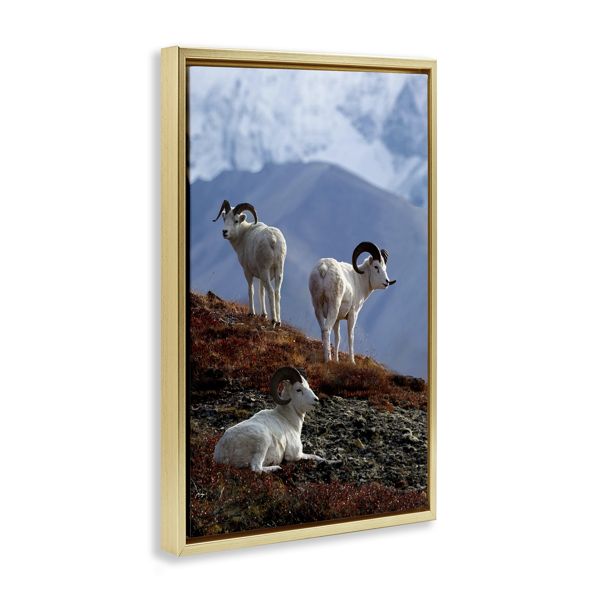 Stupell Industries Dall Sheep on Cliff Landscape & Nature Photography Gold Floater Framed Canvas Art Print Wall Art, 21 x 31