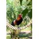 thumbnail image 2 of Gallinero juguete gallinero juguete escala de madera natural columpio percha para pájaros, aves de corral, gallo, pollitos Zhivalor HS-0390, 2 of 4