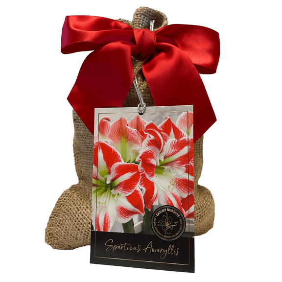 Sparticus Amaryllis Bulb in Burlap Gift Bag!! Easy to Grow Bulbs--Includes Growing Medium--Great Holiday Gift!!!