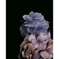 thumbnail image 3 of Straatsma, Leah 20x24 Black Modern Framed Museum Art Print Titled - Moody Hydrangeas, 3 of 5