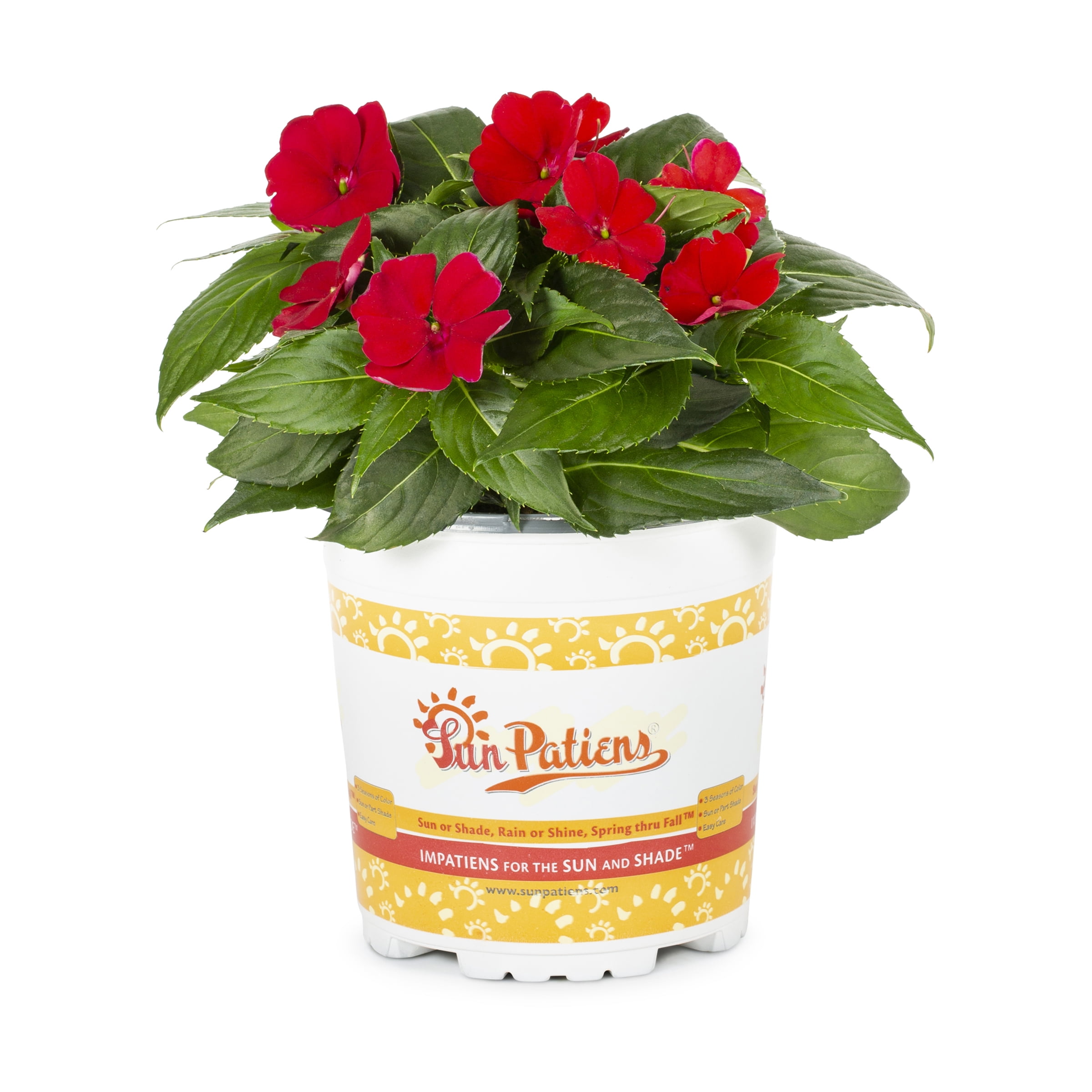 Sunpatiens 2.5QT Red Impatiens Live Plants with Grower Pot