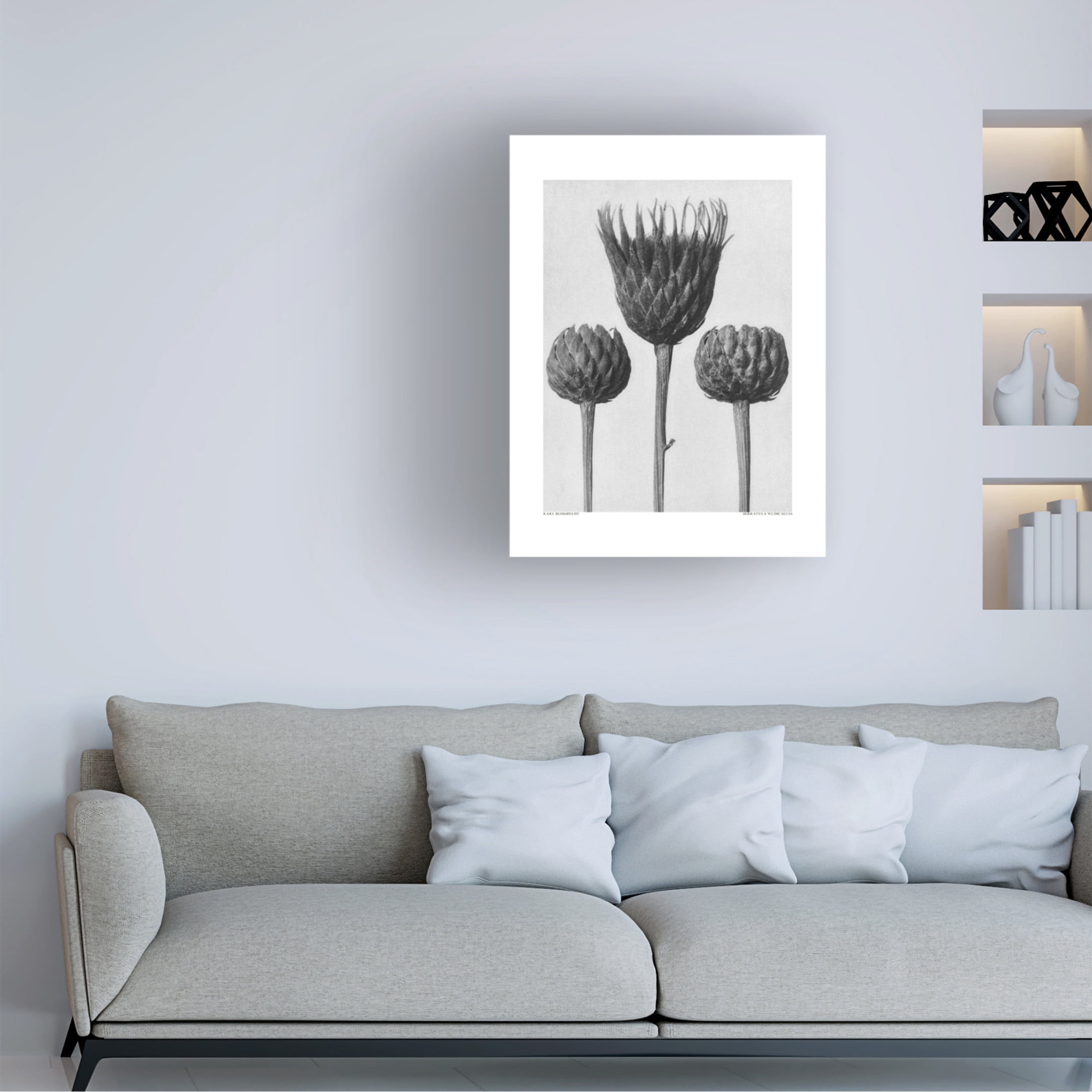 Trademark Fine Art Pictufy Serratula Nudicaulis Canvas Wall Art