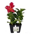 thumbnail image 2 of Mandevilla Stars & Stripes Red & White Starter Plant, Lot of 2, 2 of 9