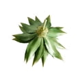 thumbnail image 3 of Advancent Suculentas artificiales, 21 hojas, plantas grandes de aloe de imitación, hogar, jardín, balcón, decoración de hojas de piña para interiores Flores artificiales Advancent HA084207-00, 3 of 6
