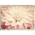thumbnail image 2 of Foschino, Suzanne 24x19 White Modern Wood Framed Museum Art Print Titled - Pink Dahlia 6A Vintage, 2 of 4