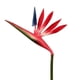 thumbnail image 1 of Pajarito de flores artificiales, ramo de flores artificiales de ave del paraíso de tacto real, flores falsas para decoración del hogar, jardín, boda, fiesta, 1 of 8