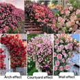 thumbnail image 2 of GSDWIUEW Climbing Rose Seeds for Planting Outdoors, Mixed Climbing Vine Rose Flower Seeds for All Seasons (Color-7, 300PC), 2 of 8