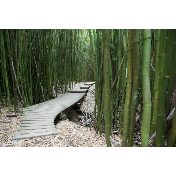 Hawaii Maui Kipahulu Haleakala National Park Trail Through Bamboo Forest On The Pipiwai Trail Posterprint Walmart Com Walmart Com