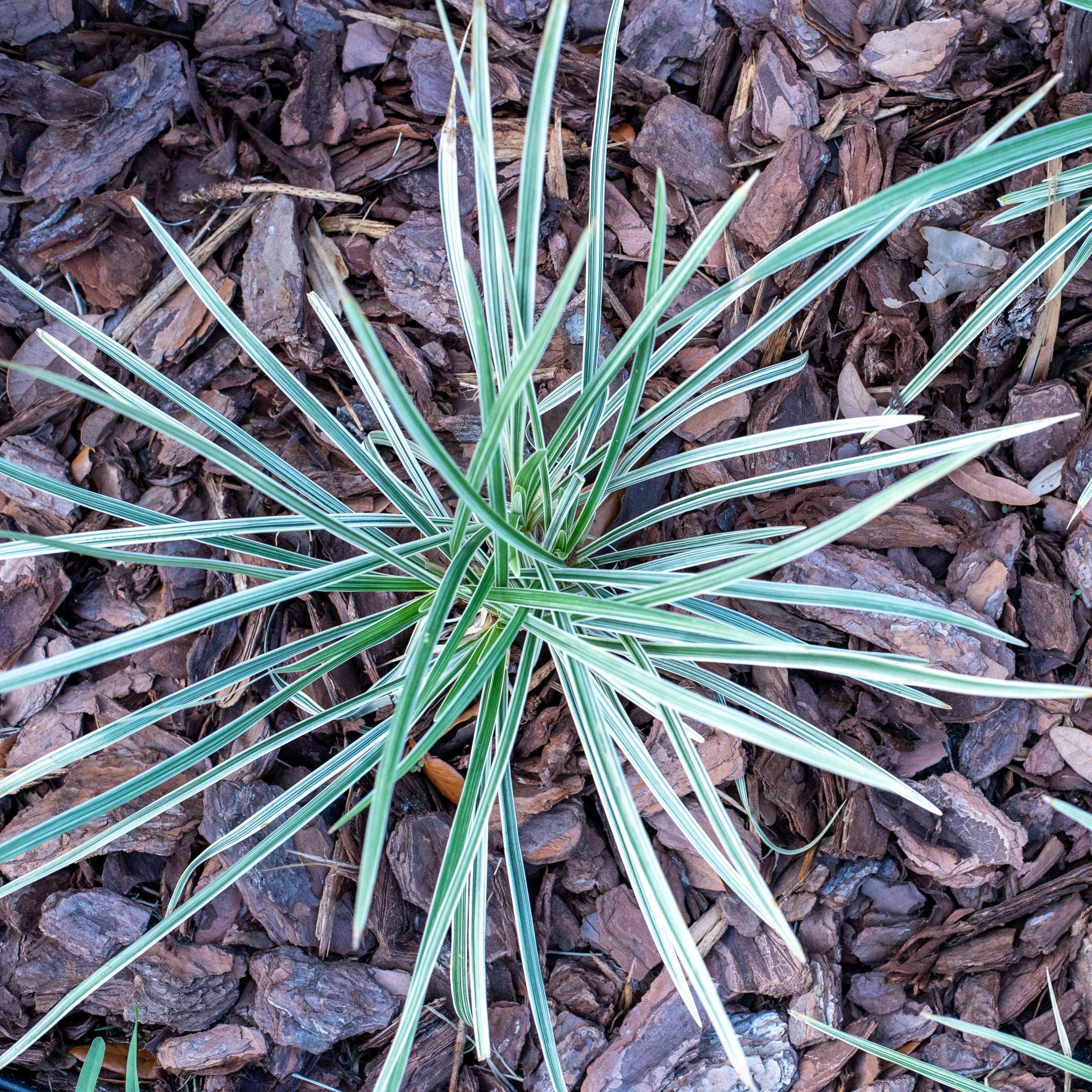 National Plant Network 4 in. Liriope Aztec Grass (16-Pack)