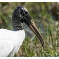 thumbnail image 2 of Kaveney, Wendy 13x12 Gold Ornate Wood Framed with Double Matting Museum Art Print Titled - Florida, Everglades NP Endangered wood stork, 2 of 4