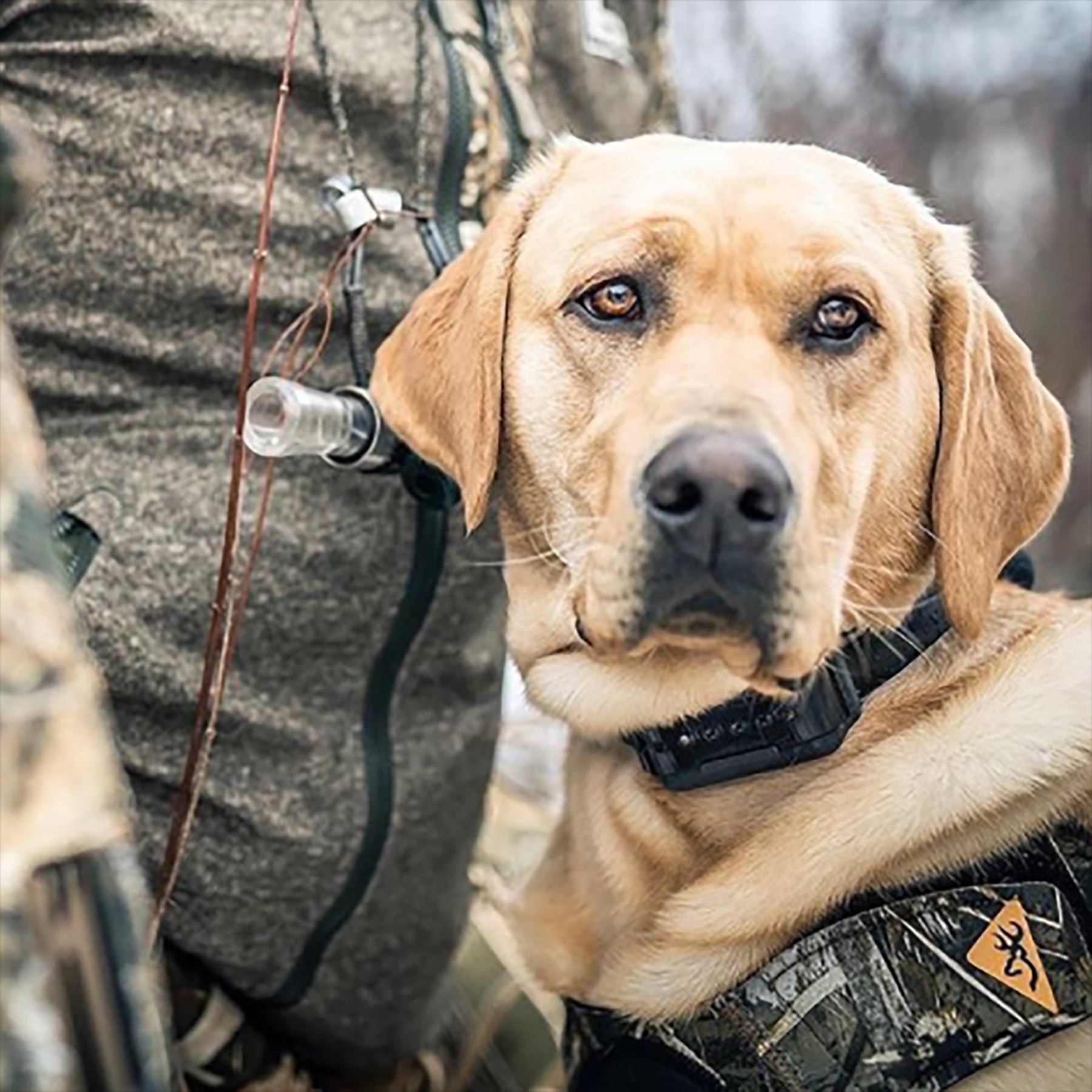 CHICKEN PARSLEY - FRENCH