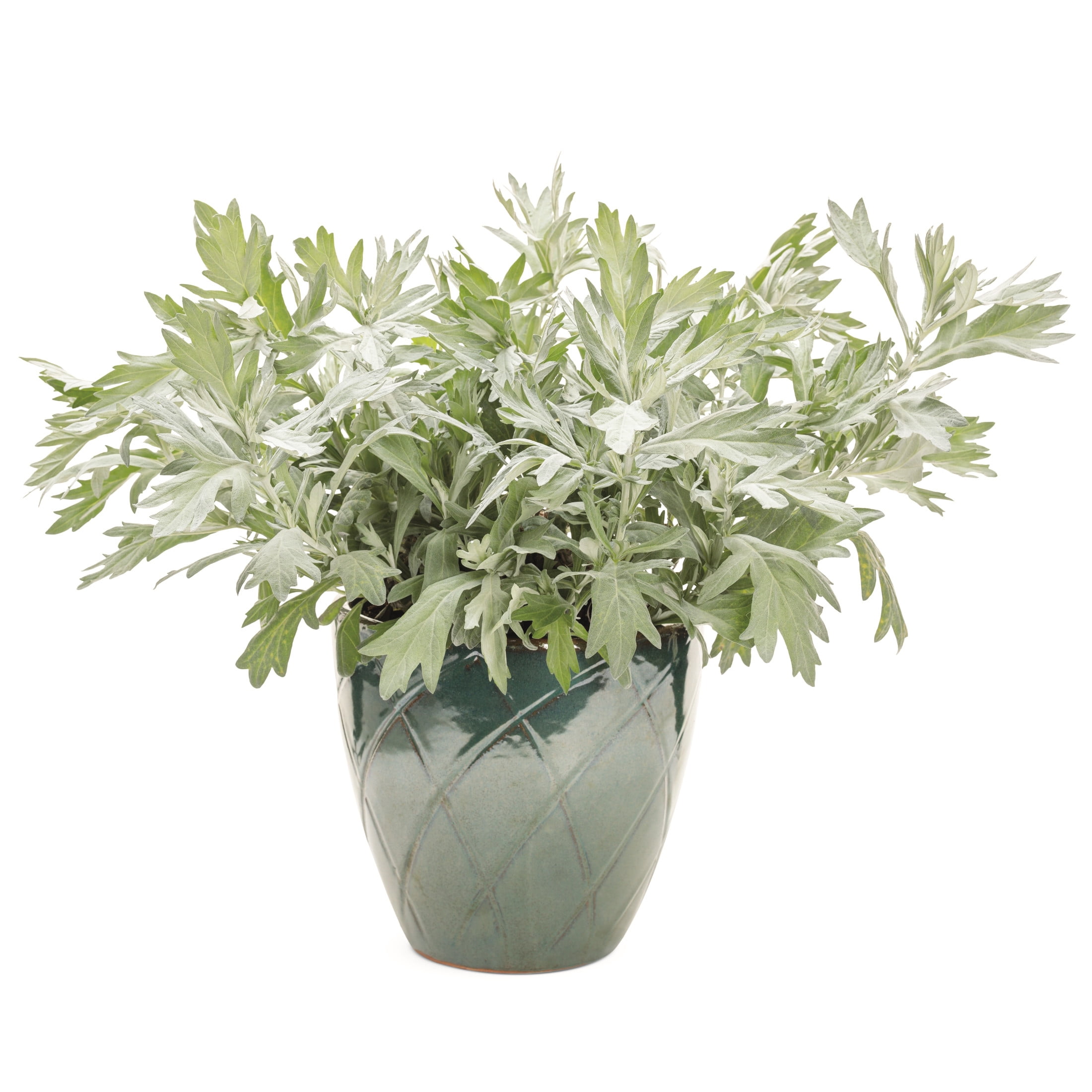 Proven Winners 6" Gray 'Silver Lining' White Sagebrush Live Plant in 6.5" Pot