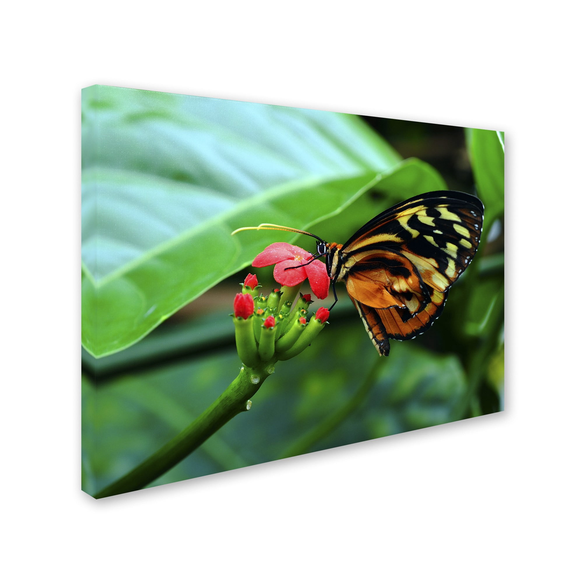 Trademark Fine Art "Cream Spotted Tigerwing" Canvas Art by Kurt Shaffer