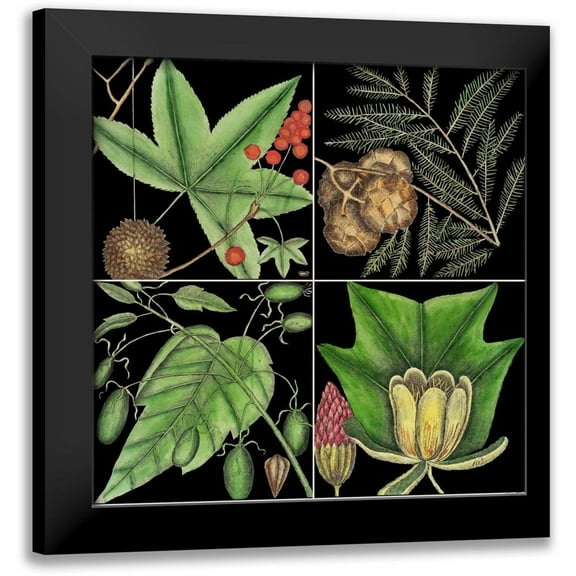 Catesby, Mark 12x12 Black Modern Framed Museum Art Print Titled - Graphic Botanical Grid III