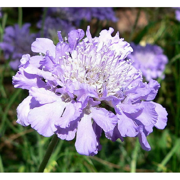 Butterfly Blue Pincushion Flower Scabiosa Long Blooming Quart Pot Walmart Com Walmart Com Butterfly Blue Pincushion Flower Scabiosa Long Blooming Quart Pot Walmart Com Walmart Com