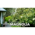 thumbnail image 4 of Southern Magnolia Grandiflora  20 Live Trees  Beautiful Evergreen Specimen Plant Fragrant Blooms, 4 of 9