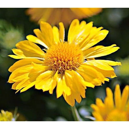 Mesa Yellow Blanket Flower - Gaillardia - Quart Pot -Perennial