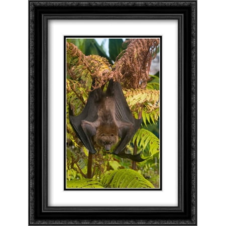 Rodrigues Flying Fox roosting, Michigan 2x Matted 18x24 Black Ornate Framed Art Print by Gettle, Steve