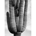 thumbnail image 3 of Adams, Ansel 14x18 Black Modern Framed Museum Art Print Titled - Detail of cactus Saguaros, Saguro National Monument, Arizona, ca. 1941-1942, 3 of 5