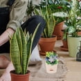 thumbnail image 3 of Self Watering Flower Pots with Storage for Home Use Durable Plastic Multi Color, 3 of 8