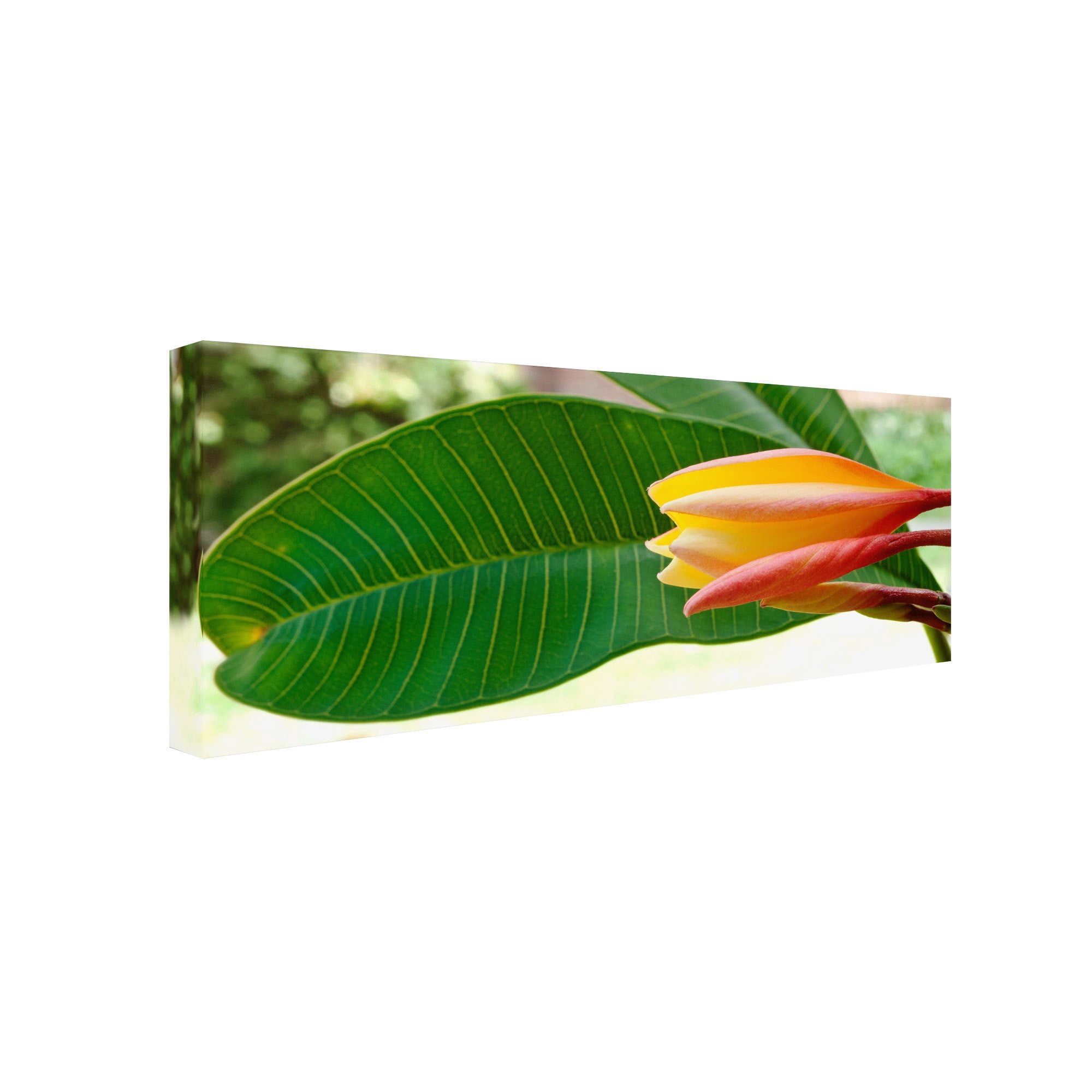 Trademark Fine Art "Plumeria Opening" Canvas Art by Kurt Shaffer