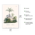 thumbnail image 2 of Tucum Palm Tree (Astrocaryum Vulgare) - Itapicuru Brazil - Vintage Botanical Illustration by Carl Friedrich Philipp von Martius c.1820s - Master Art Print (Unframed) 13in x 19in, 2 of 4