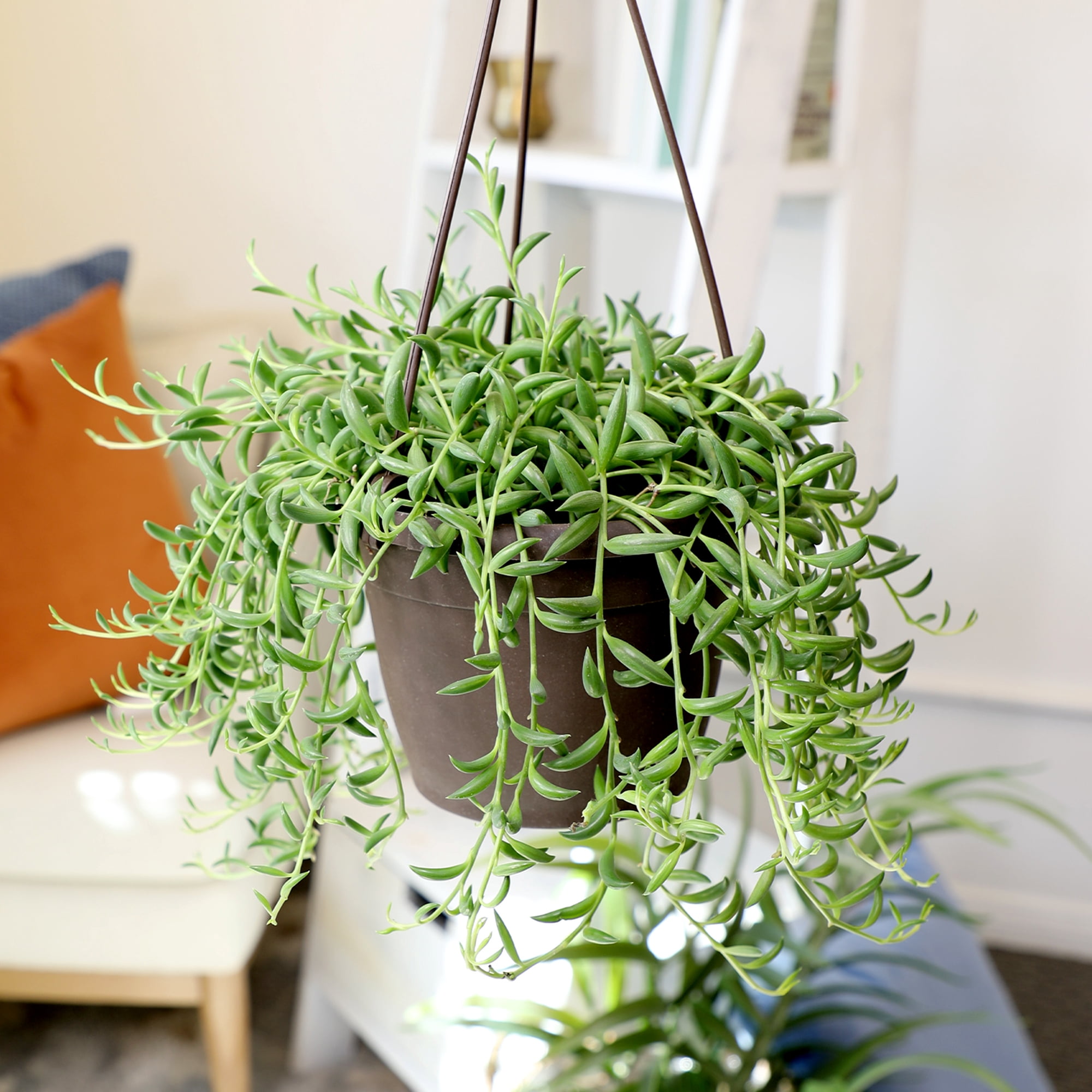 Element by Altman Plants 6" Senecio Radicans Bananas Live Hanging Succulent Basket