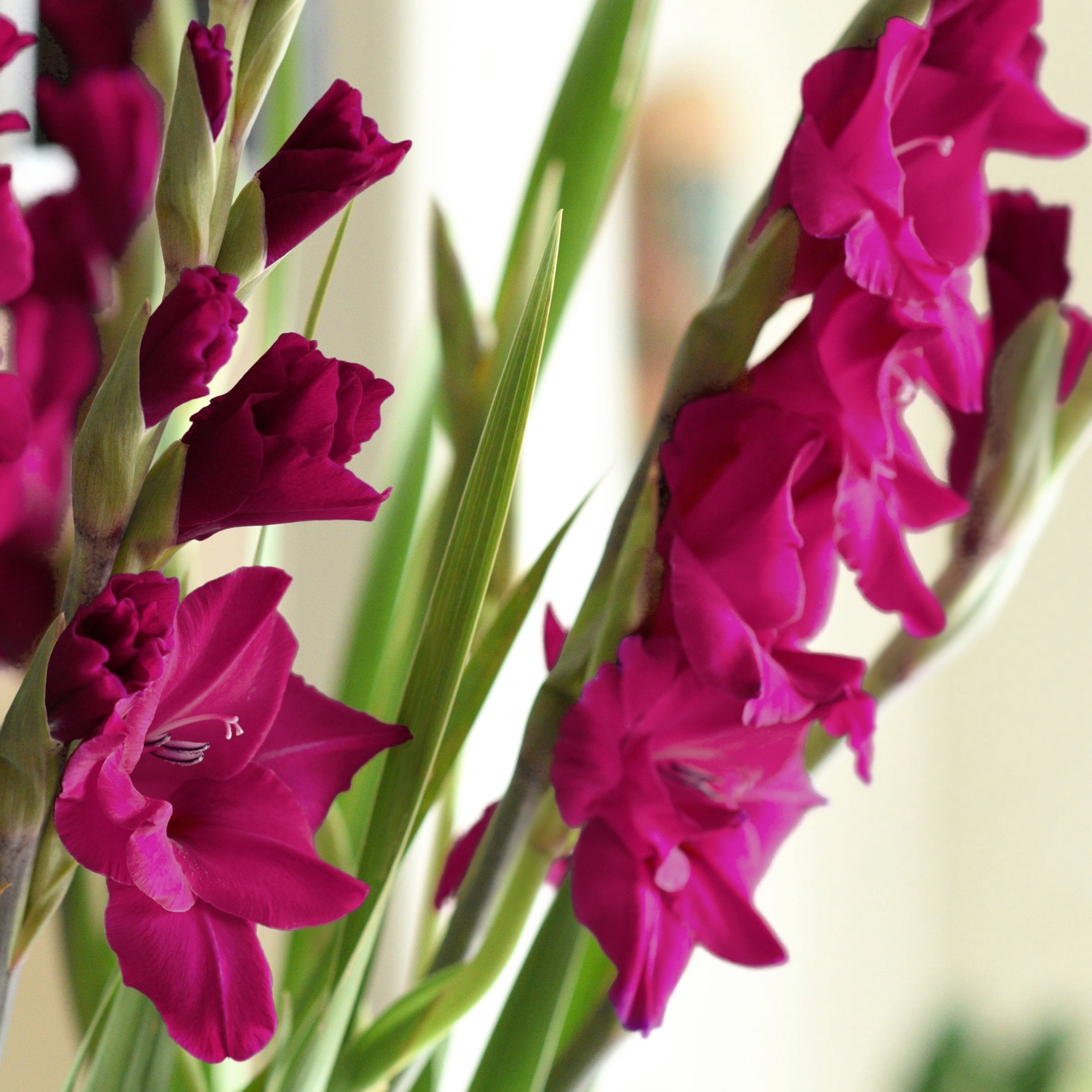 National Plant Network Gladioli Mahler Bulbs (20-Pack)