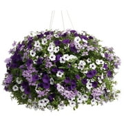 Proven Winner 2G Combo Velvet Skies