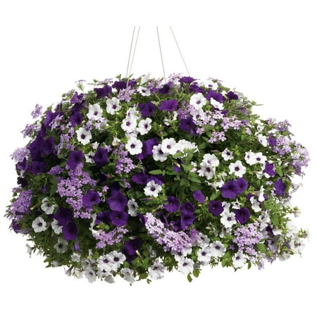 Proven Winner 2G Combo Velvet Skies