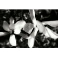 thumbnail image 2 of Hausenflock, Alan 32x23 Black Ornate Wood Framed with Double Matting Museum Art Print Titled - Saucer Magnolia III, 2 of 4