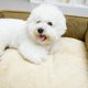 thumbnail image 5 of Puppy Indoor Home Dog Bed Accessories Kennel Canil Enclose Dog Bed Camping Cat Shop Furniture Casa Perro Pet Products MR50DH ShopWise Round, 5 of 8