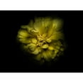 thumbnail image 3 of Carson, Brian 18x15 Black Modern Framed Museum Art Print Titled - Backyard Flowers Yellow 41, 3 of 5