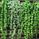 thumbnail image 4 of EeaseMX Enredadera artificial de 2 m para patio interior (verde), 4 of 4