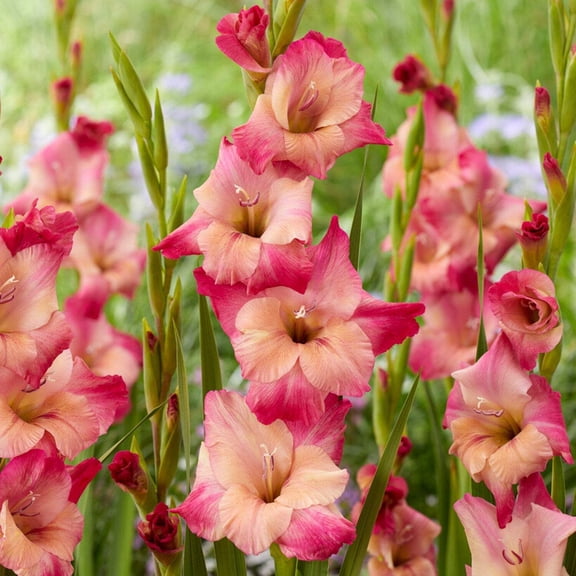 Easy to Grow Gladiolus Apricot Bubblegum 10 Bulbs, Orange & Pink Blooms Summer Sun