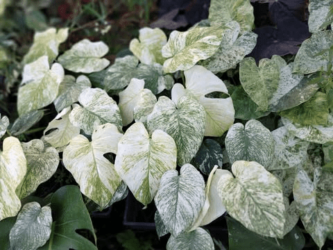Monstera Mint Live Plant for Planting, Rare Variegated Houseplant for Home or Office, 5-8" Tall Tropical Indoor Plant