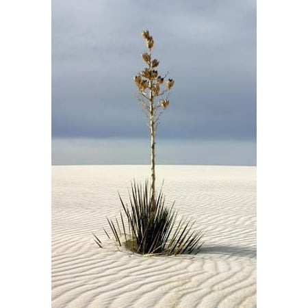 Soaptree Yucca Plants at White Sands National Monument New Mexico Journal: 150 Page Lined